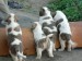 štěňata stáří 46 dní - zleva Flér,Flora,Fiona,Fatty